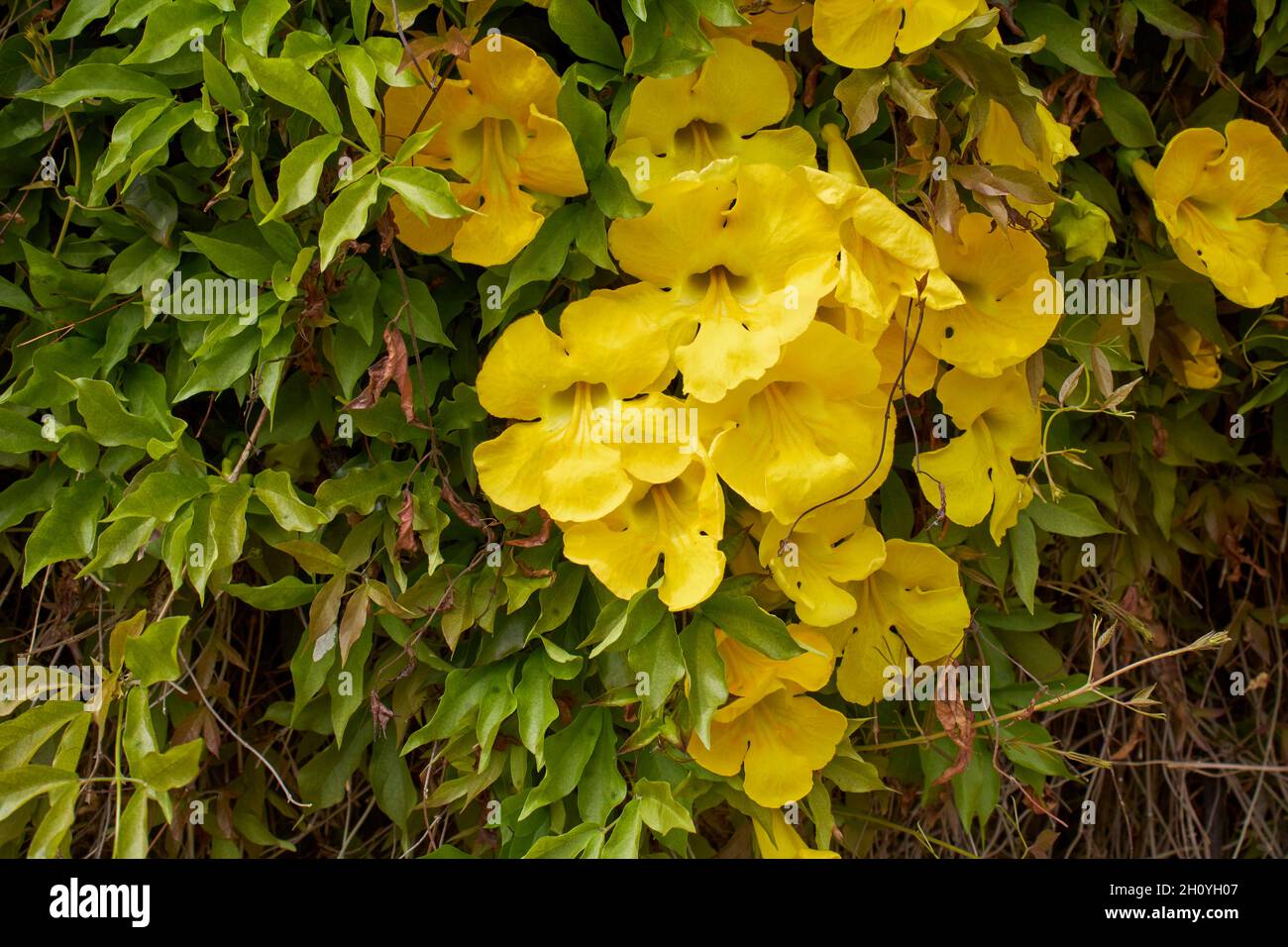 Dolichandra unguis-cati yellow flowers Stock Photo