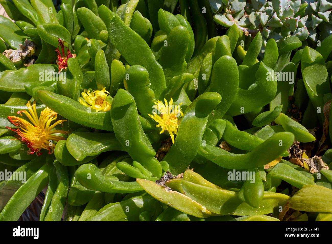 Glottiphyllum linguiforme close up Stock Photo