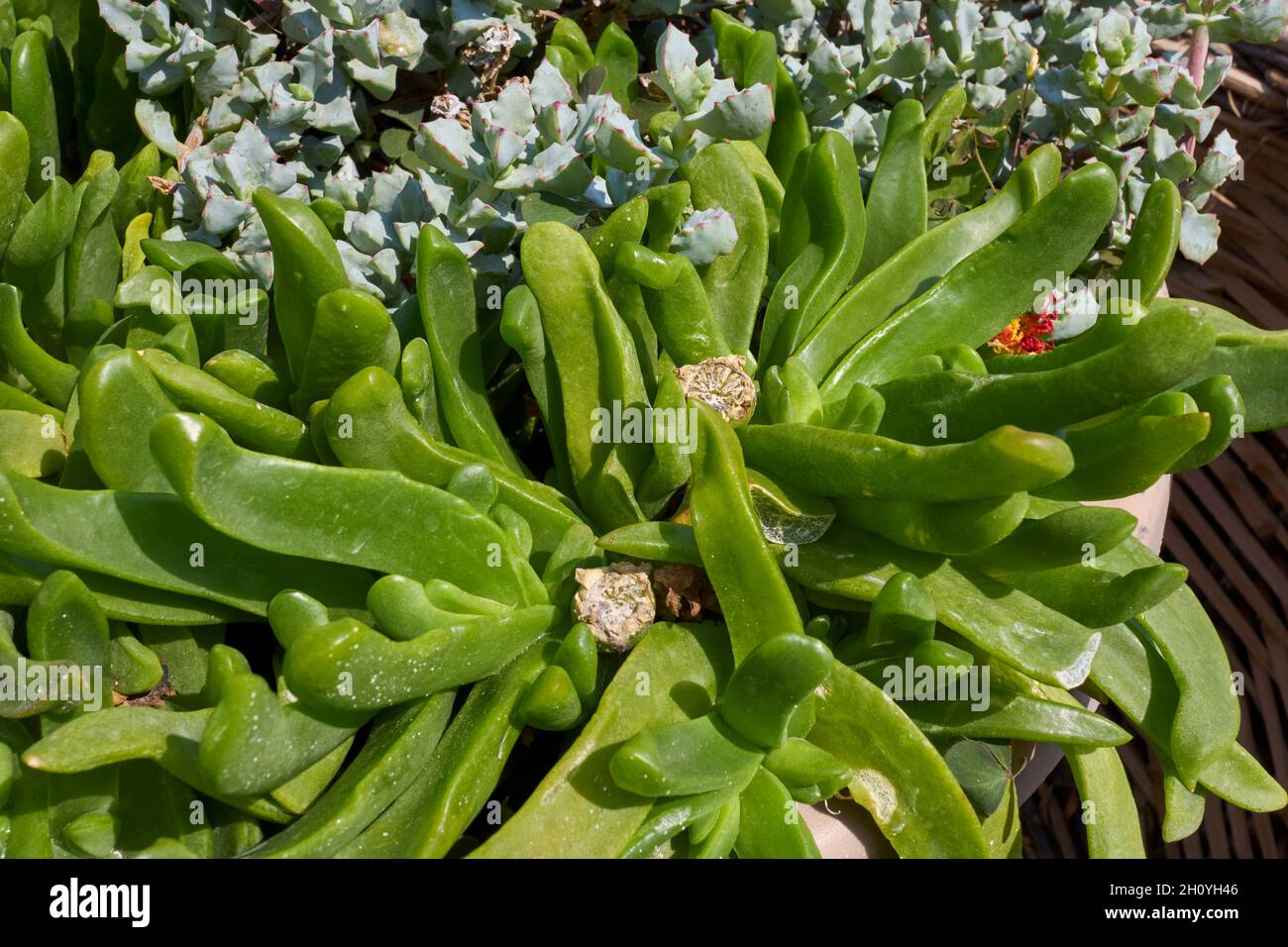 Glottiphyllum linguiforme close up Stock Photo