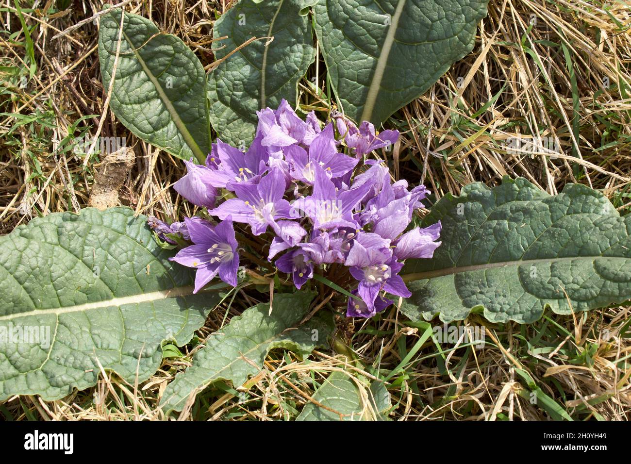 Mandragora autumnalis in bloom Stock Photo