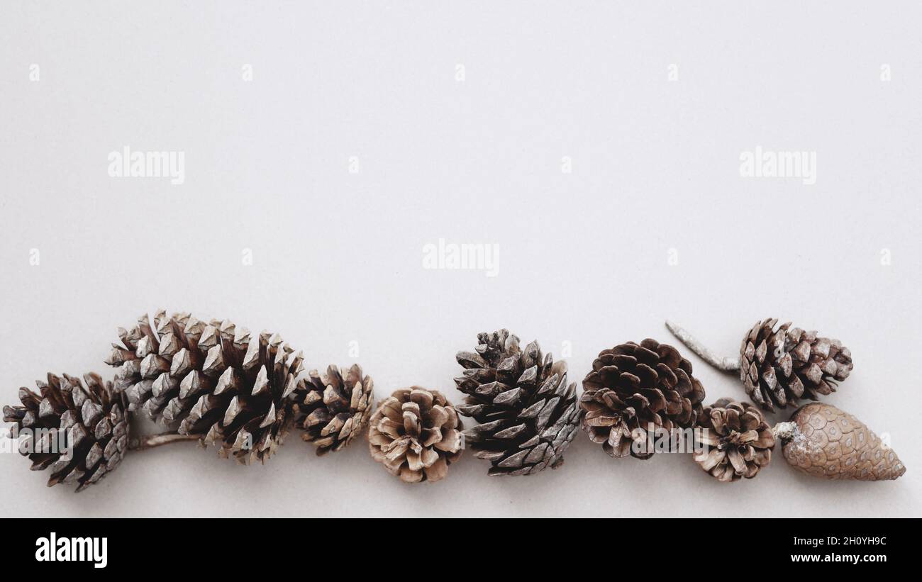 Spruce and pine cones are laid out from below on blank white background ...