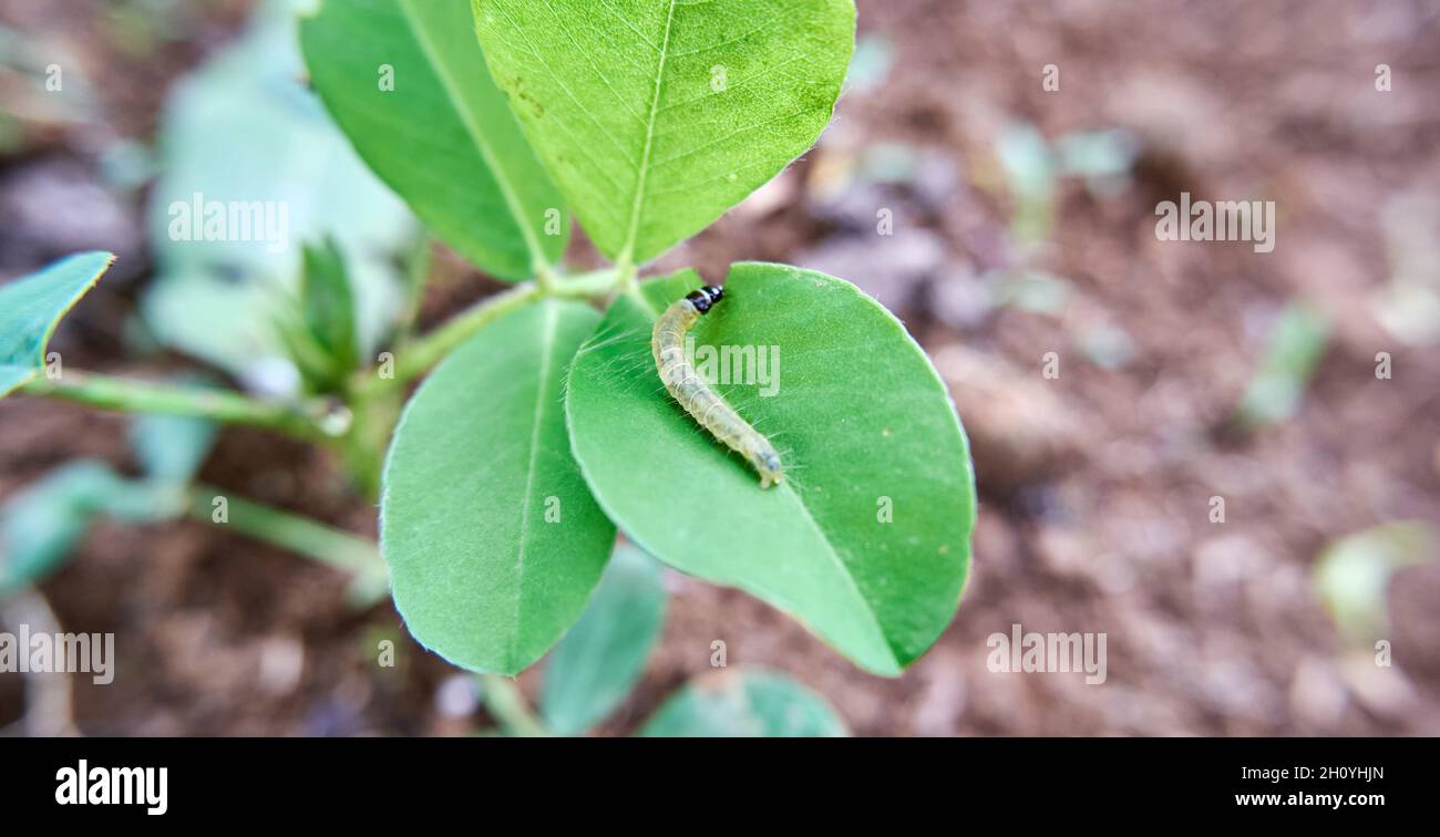 clear caterpillar sitting on a leaf Stock Photo