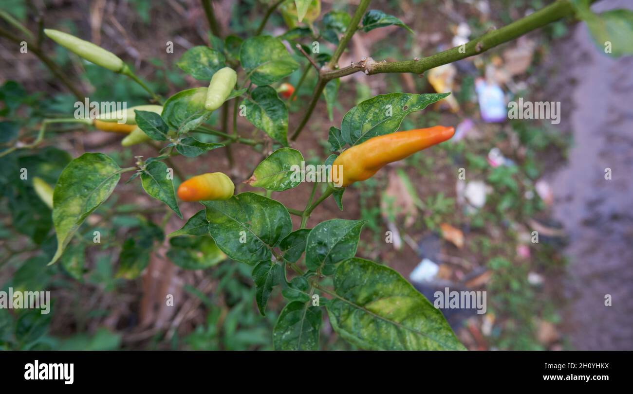 Fresh chili planted in the garden Stock Photo Alamy