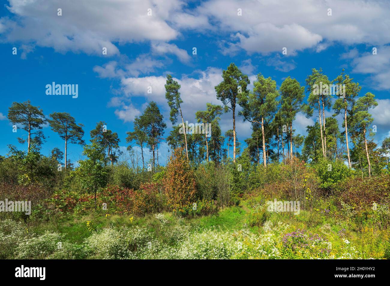 Beautiful, tall pine trees grow on a slope against a blue sky with