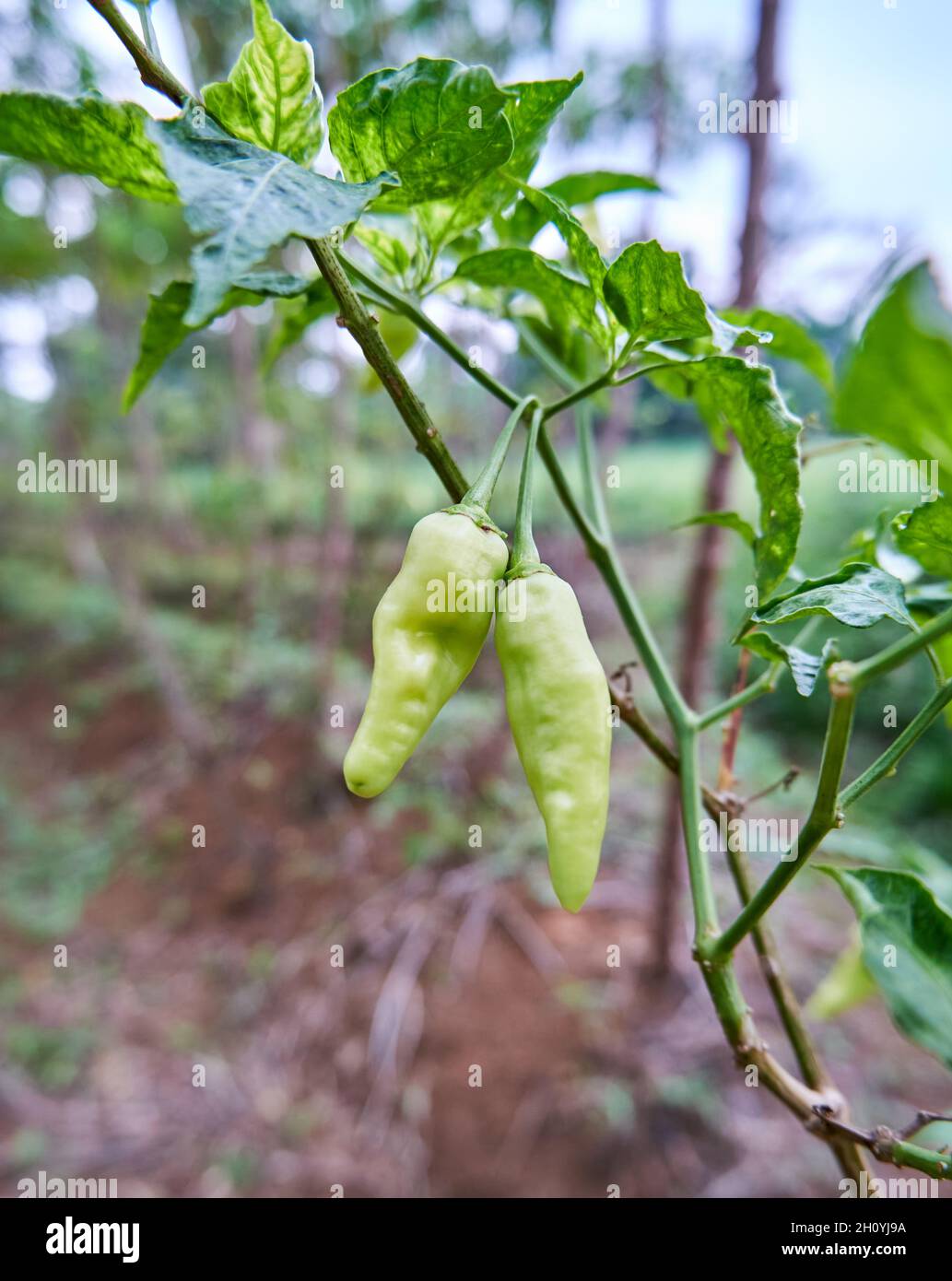 Fresh chili planted in the garden Stock Photo Alamy