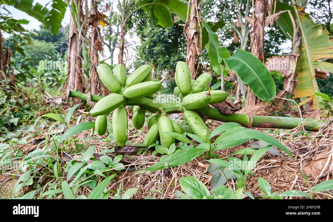 closeup of bananas in the garden growing. Fresh bananas are in the garden Stock Photo Alamy