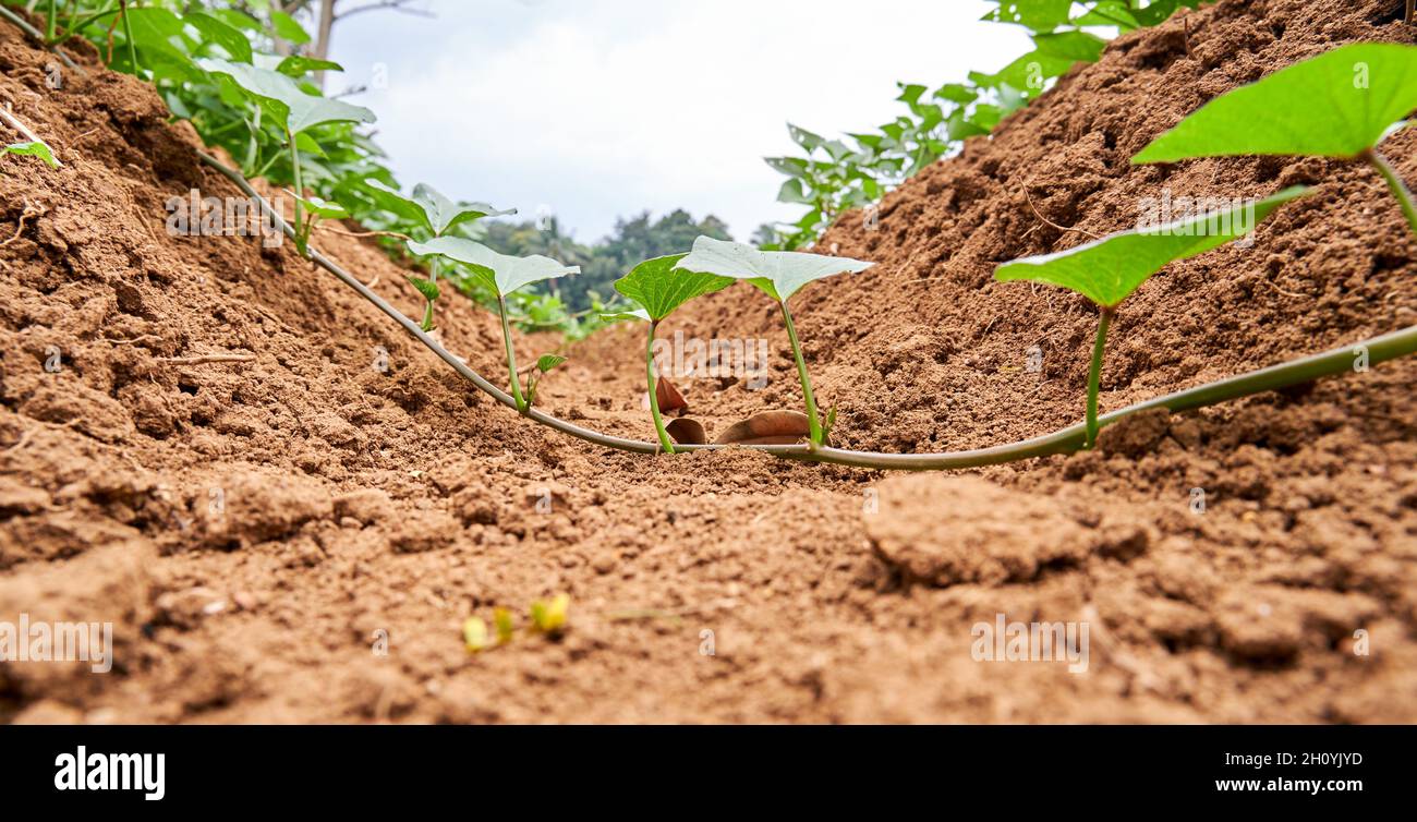 close-up of sweet potato leaves with soil in the garden as foreground ...