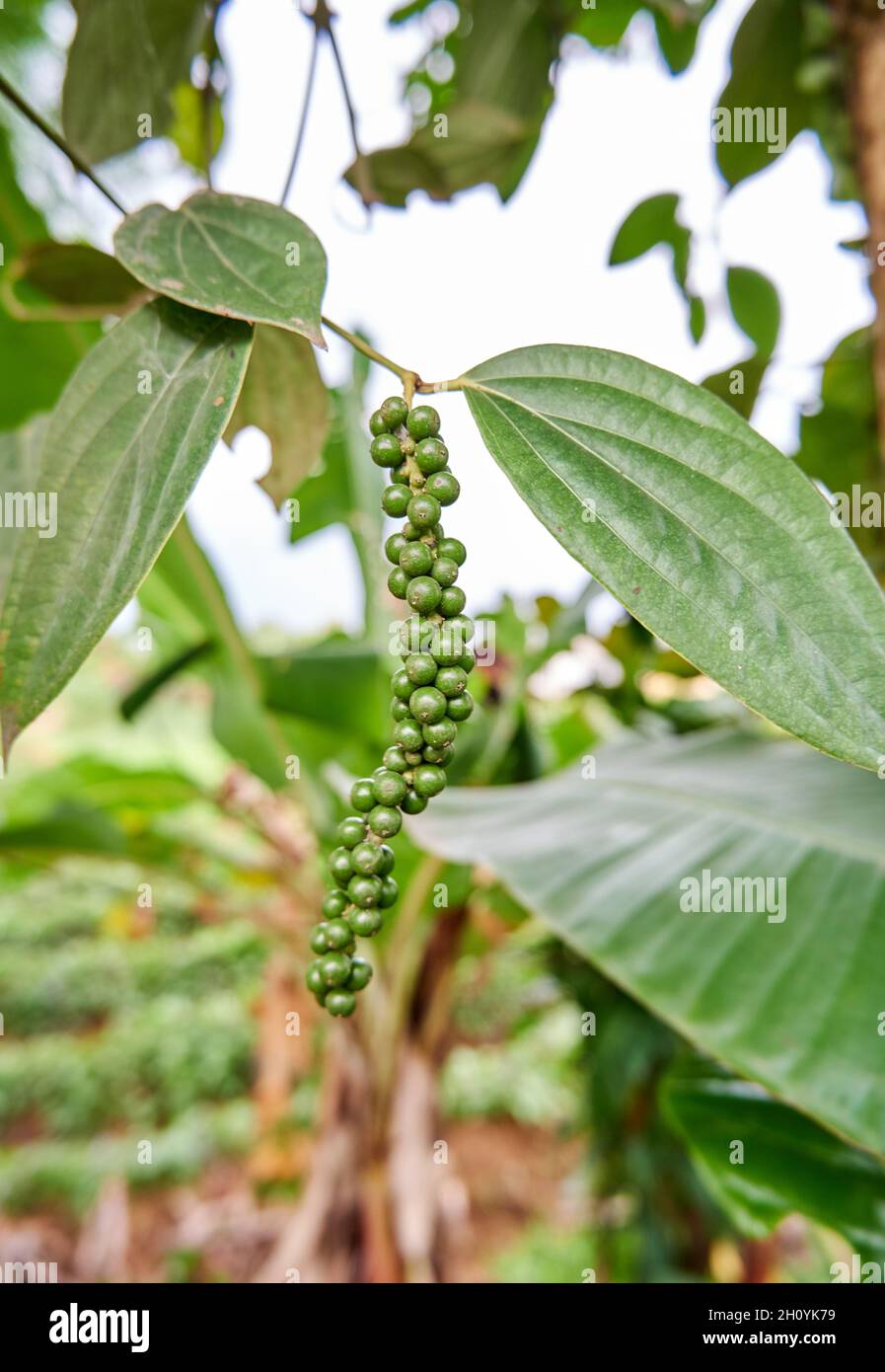 Black pepper plant kerala india hires stock photography and images Alamy