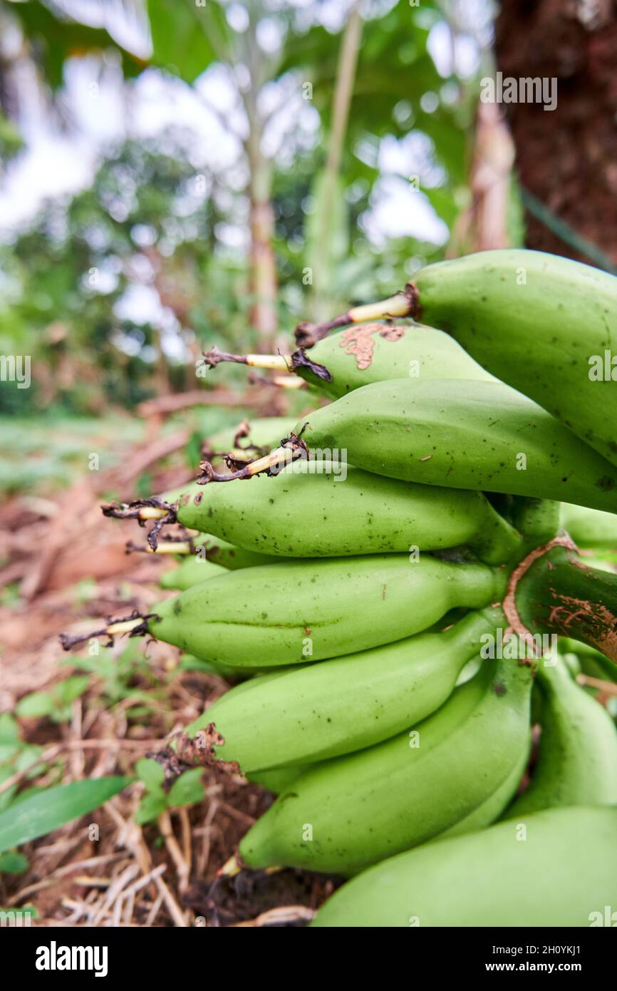 closeup of bananas in the garden growing. Fresh bananas are in the