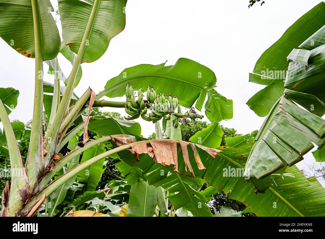 closeup of bananas in the garden growing. Fresh bananas are in the