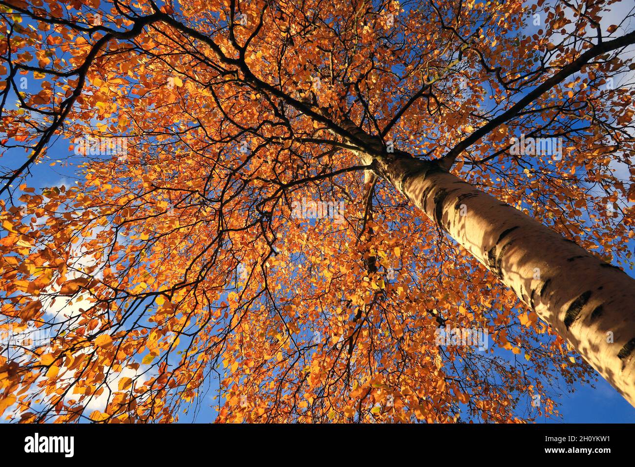 Colorful yellow and orange foliage of a birch tree, Betula, seen against blue sky with clouds on a beautiful autumn day of October. Stock Photo