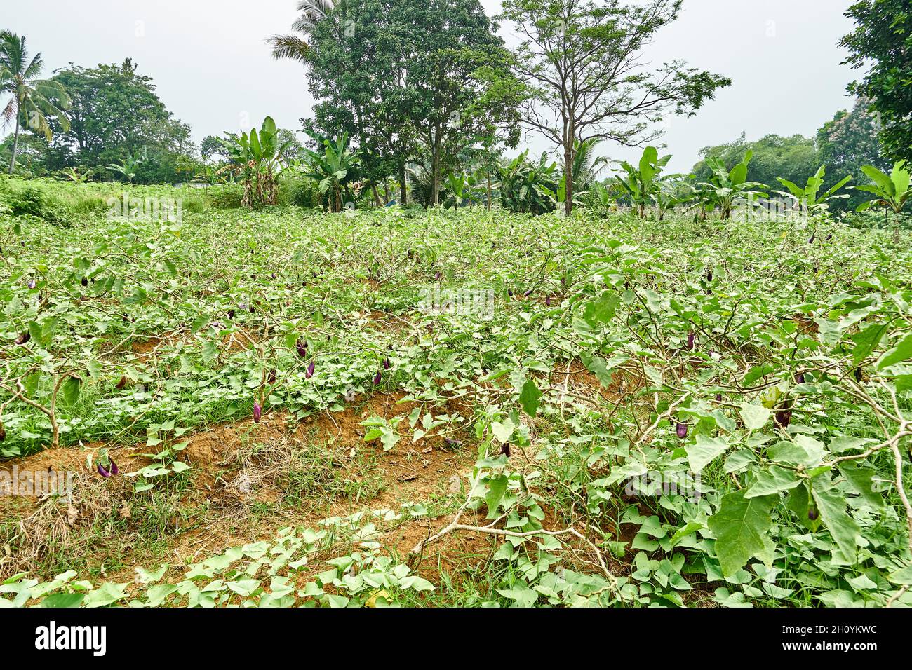 Eggplant plantation landscape is growing fresh in the garden Stock Photo