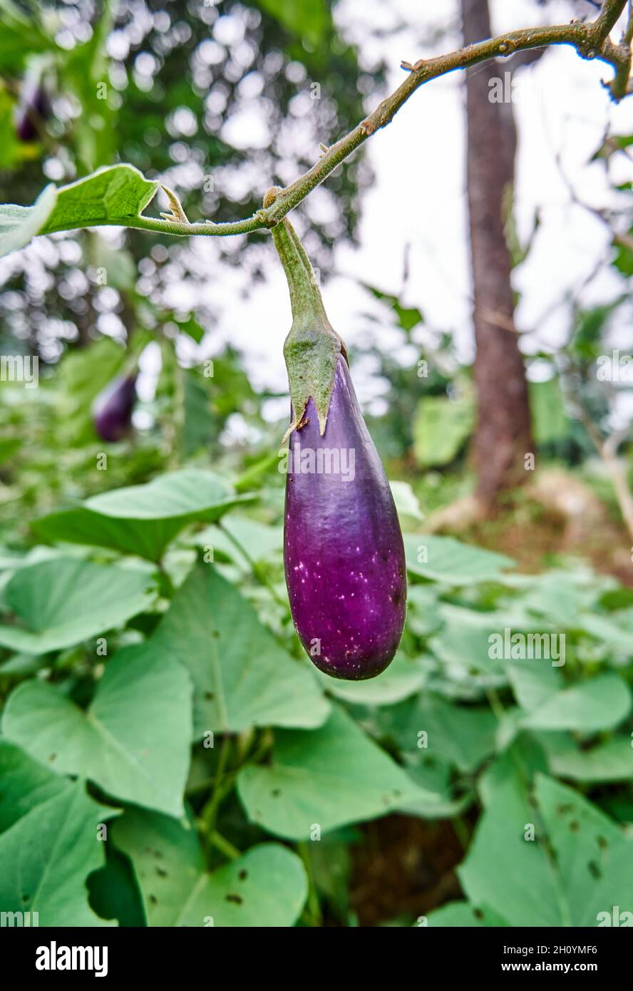 Fresh eggplant vegetables grown in the plantation. ready for harvest