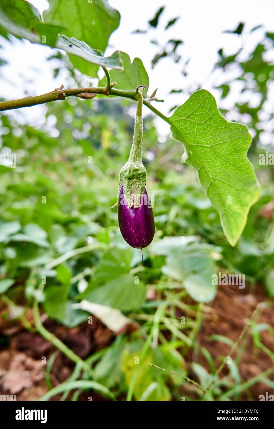 Fresh eggplant vegetables grown in the plantation. ready for harvest