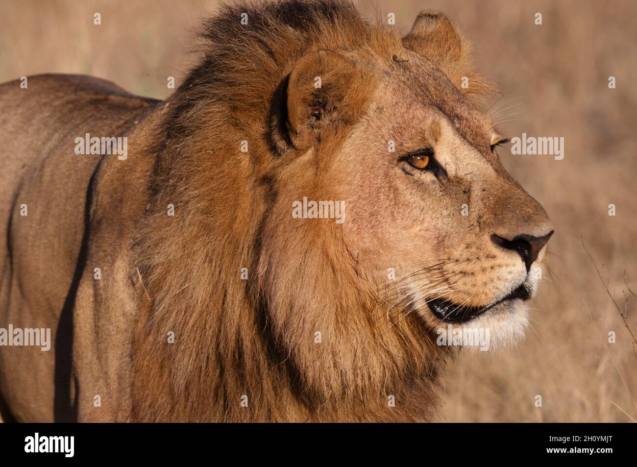 Close up portrait of a male lion, Panthera leo. Chief Island, Moremi ...