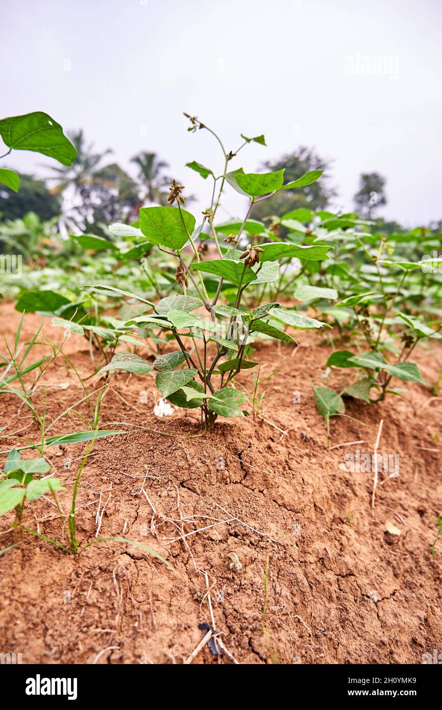 Closeup of a jicama plant growing on a plantation. fresh jicama leaves in plantation Stock