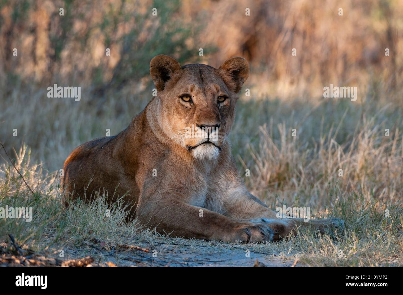 A lioness, Panthera leo, resting in the shade. Chief Island, Moremi ...