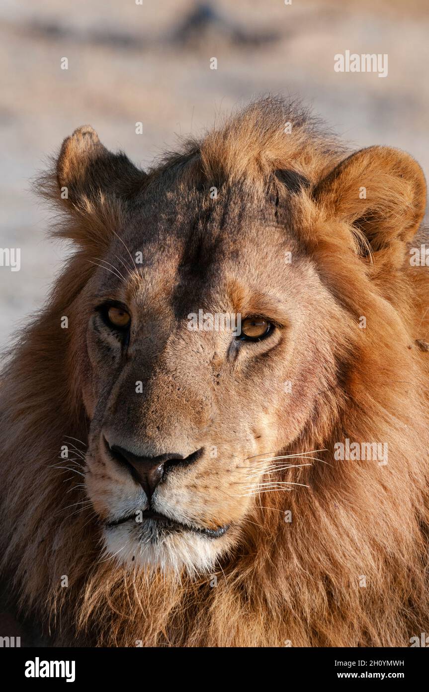 A close up portrait of a male lion, Panthera leo. Chief Island, Moremi ...
