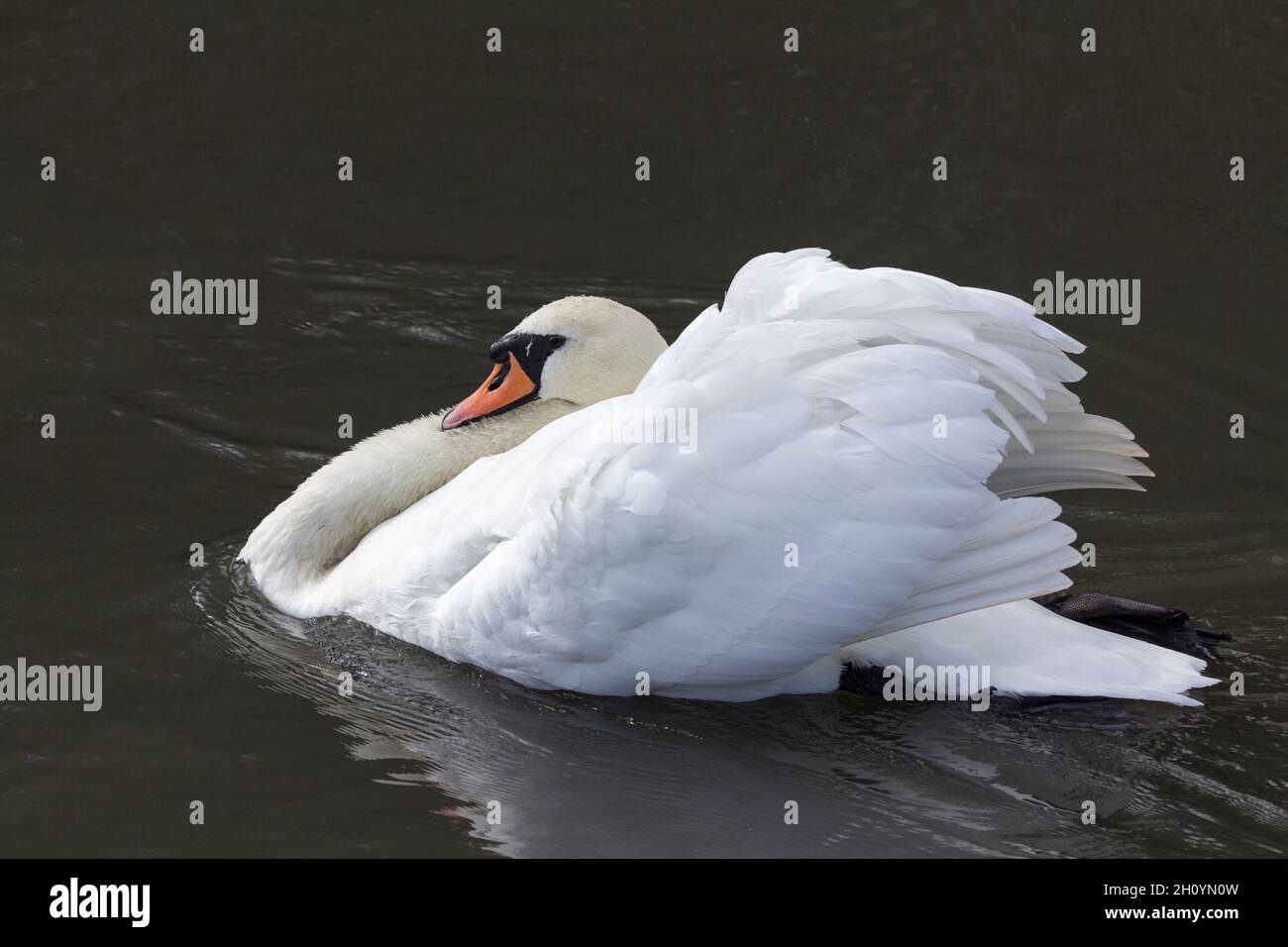 Mute swan Cygnus olor Large white wetland bird long neck black webbed feet and base of orange bill where larger black knob is a male bird Stock Photo