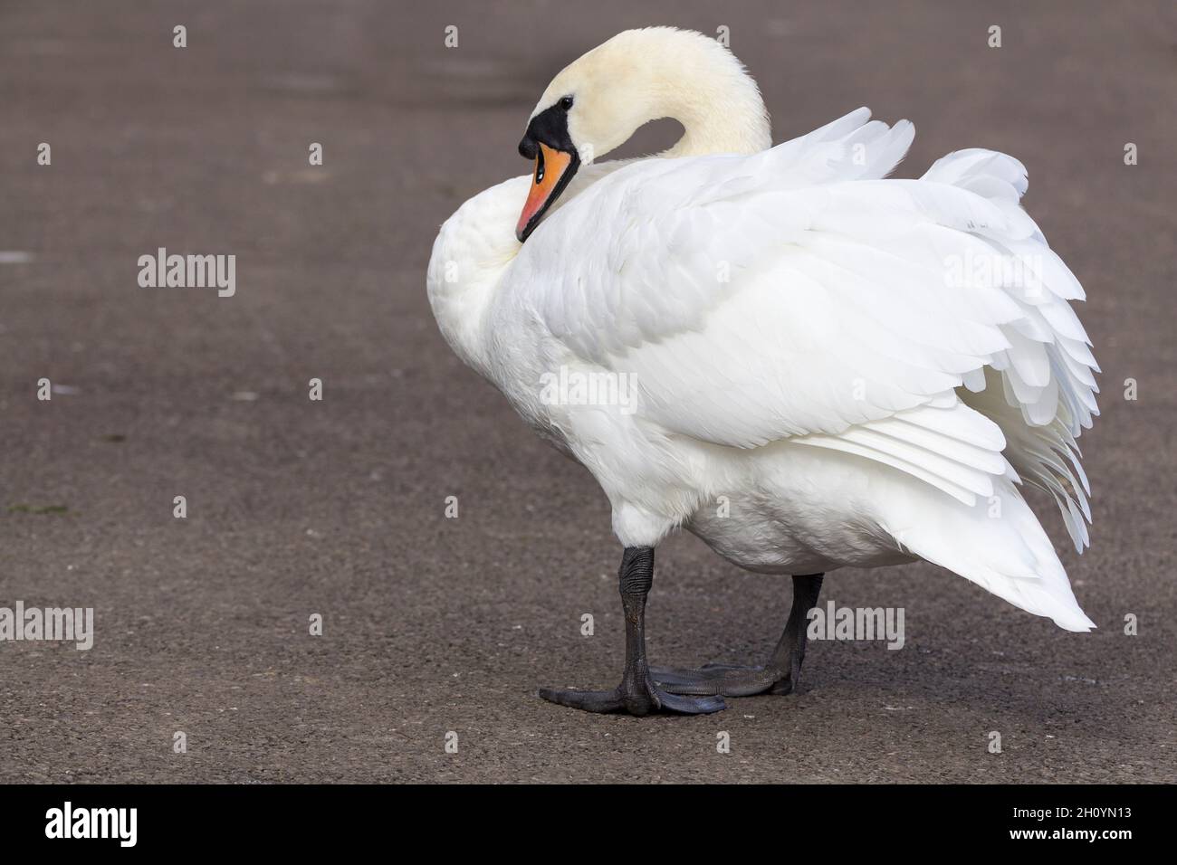Mute swan Cygnus olor Large white wetland bird long neck black webbed