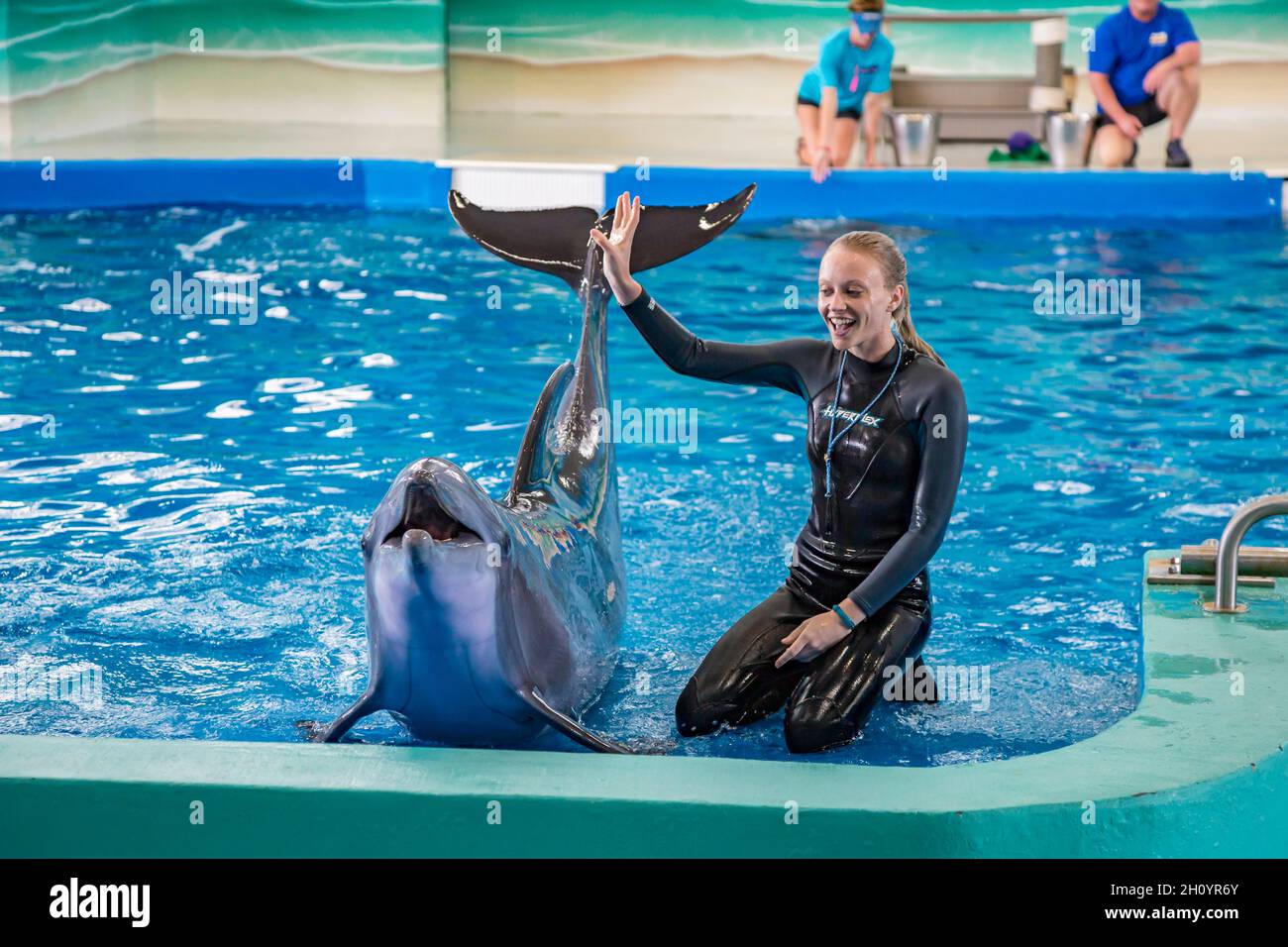 Trainers working with Dolphins during show at Ocean Adventures Marine Park in Gulfport, Mississippi Stock Photo