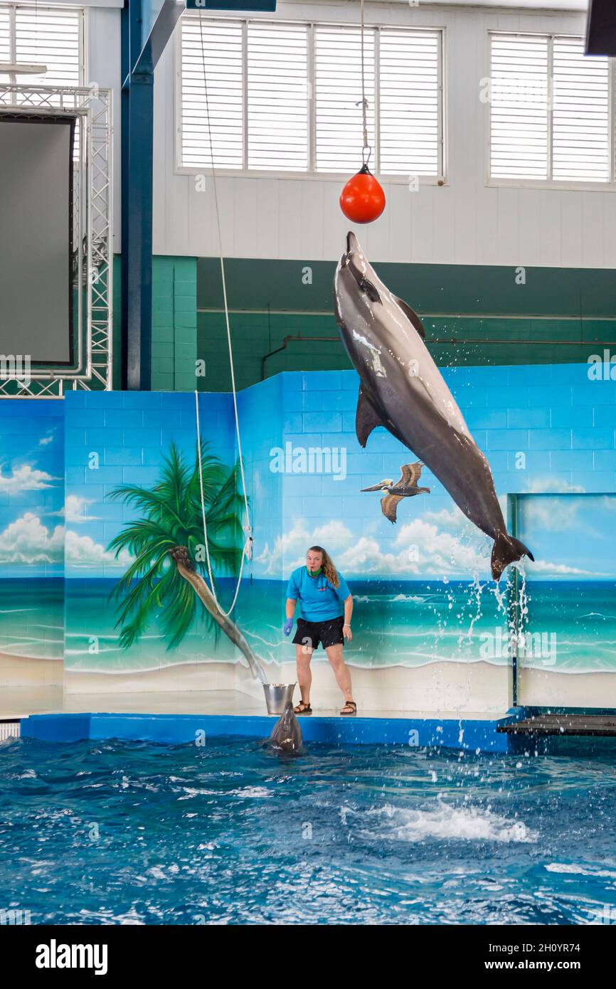 Dolphin jumping to touch a raised ball during show at Ocean Adventures Marine Park in Gulfport, Mississippi Stock Photo