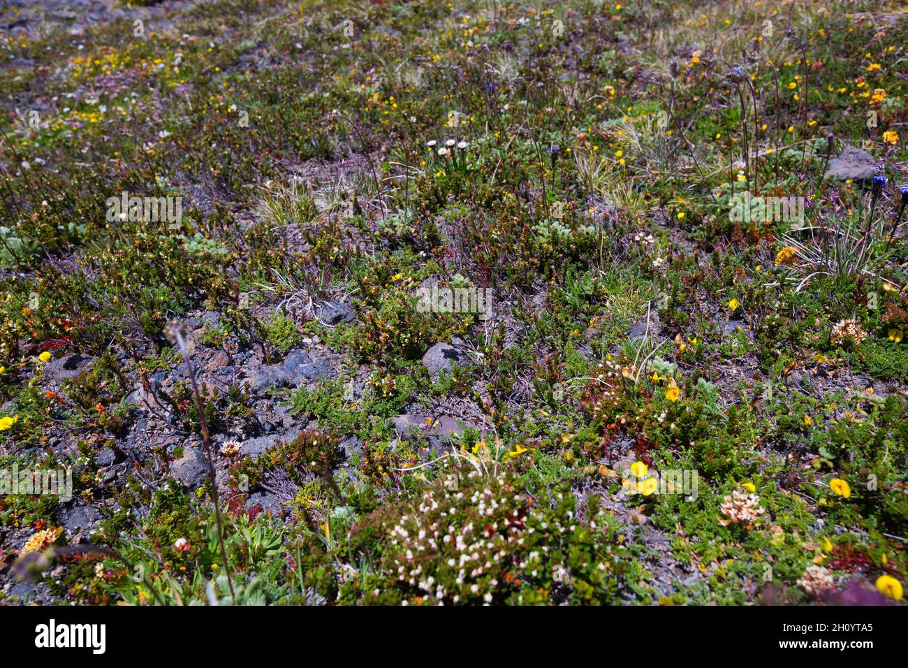 Plants of the Andes Stock Photo - Alamy