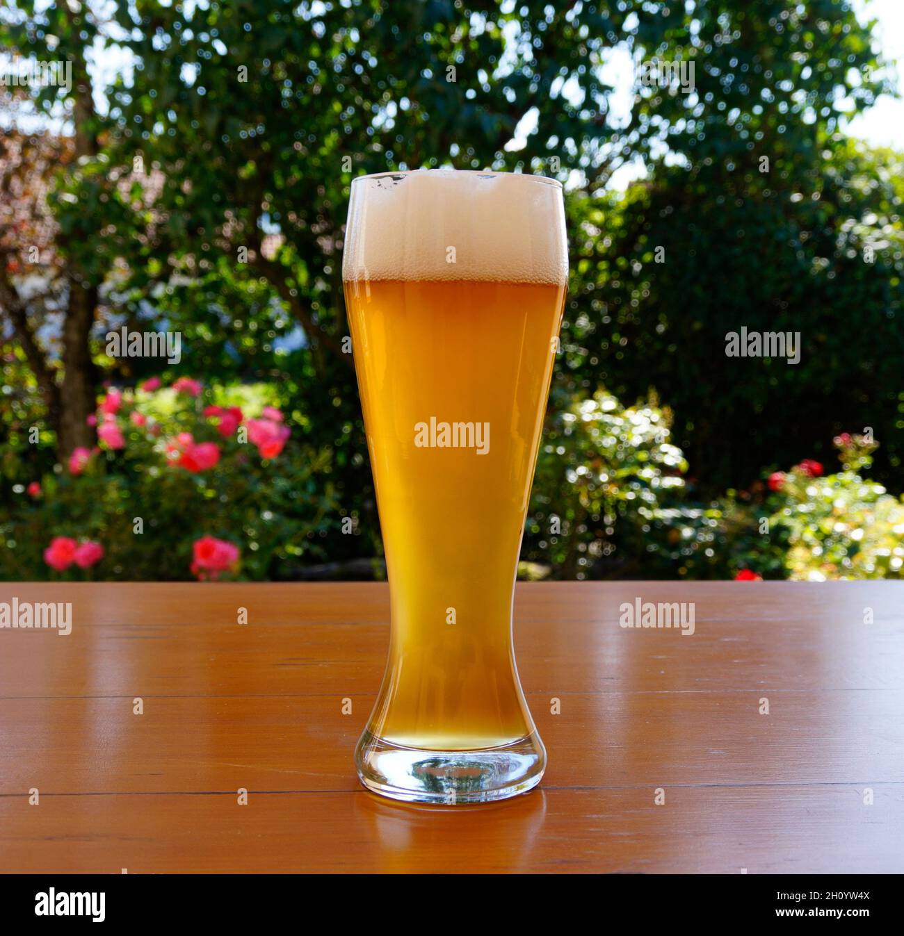https://c8.alamy.com/comp/2H0YW4X/a-glass-with-delicious-german-wheat-beer-2H0YW4X.jpg