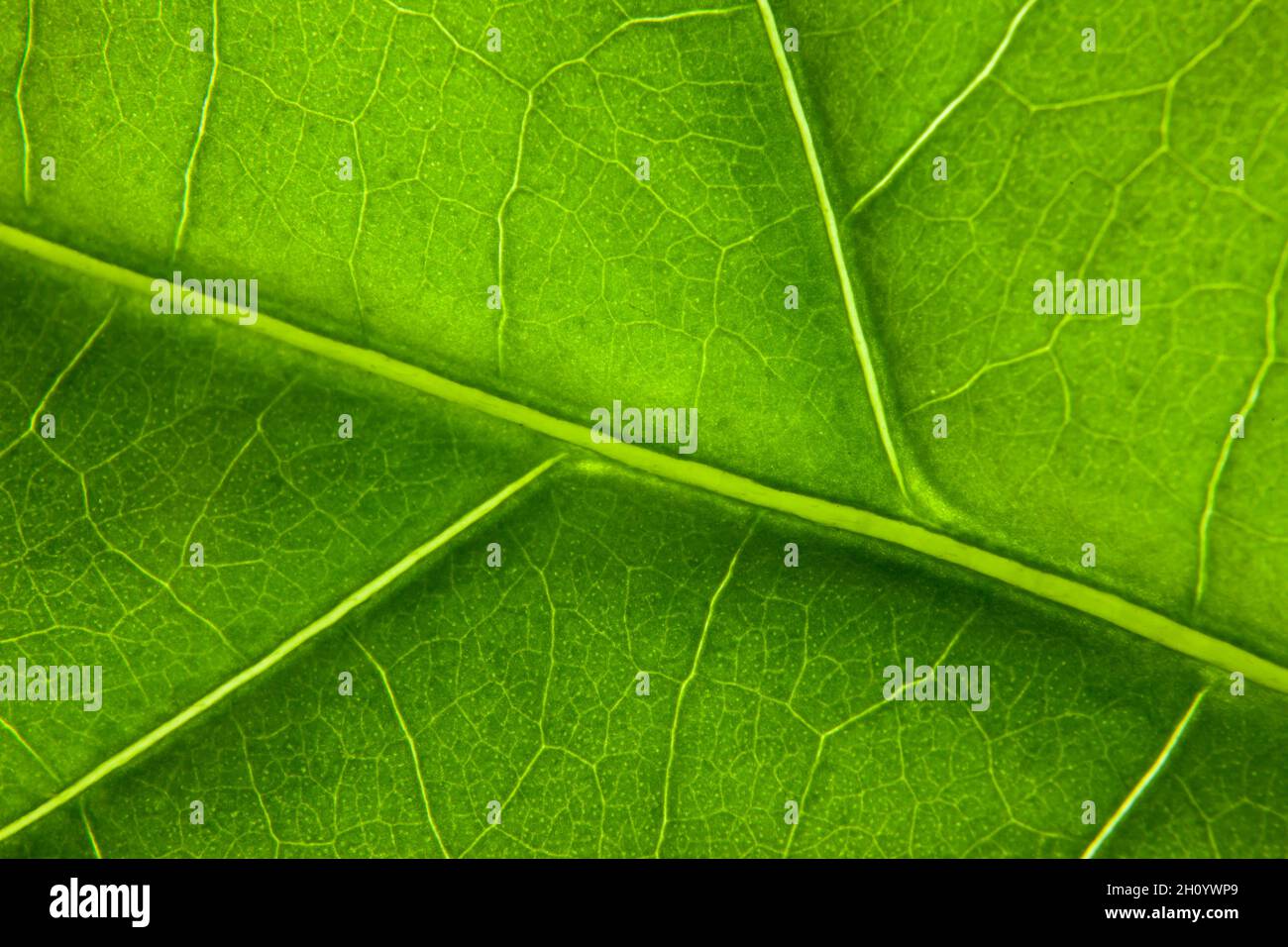 Green leaf nature background closeup Stock Photo - Alamy