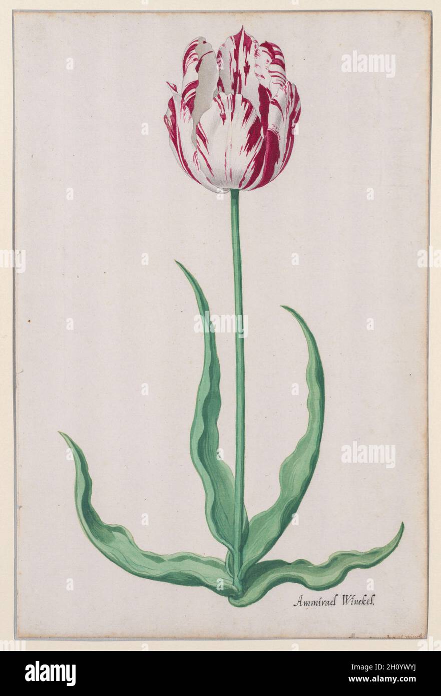 Study of a Tulip (Ammirael Winckel), c. 1645. Pieter Holsteyn II (Dutch,  c.1612-1673). Brush and watercolors in crimson, grey and green over traces  of charcoal on antique laid paper; sheet: 31.9 x
