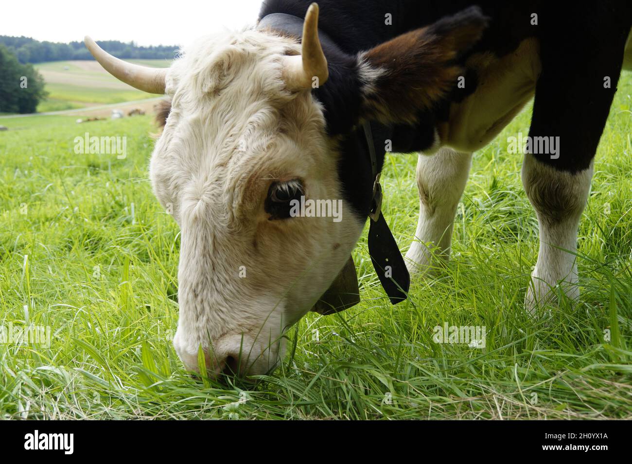 Black and white cow with horns hi-res stock photography and images - Alamy