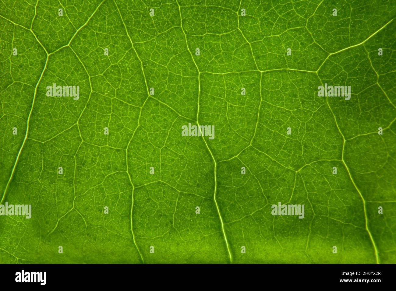 Green leaf nature background closeup Stock Photo - Alamy