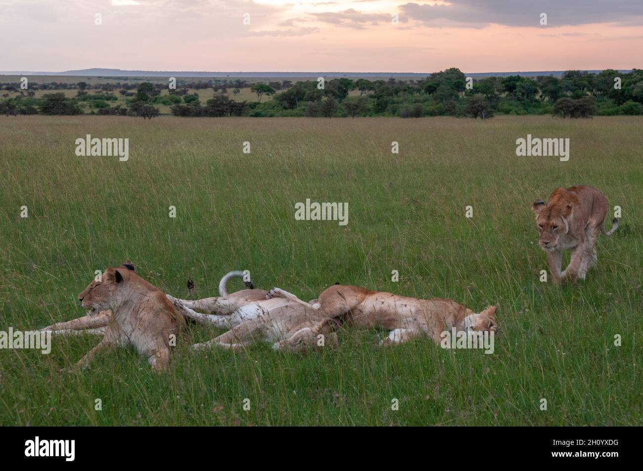 A pride of lionesses, Panthera leo, resting on the savanna. Masai Mara ...