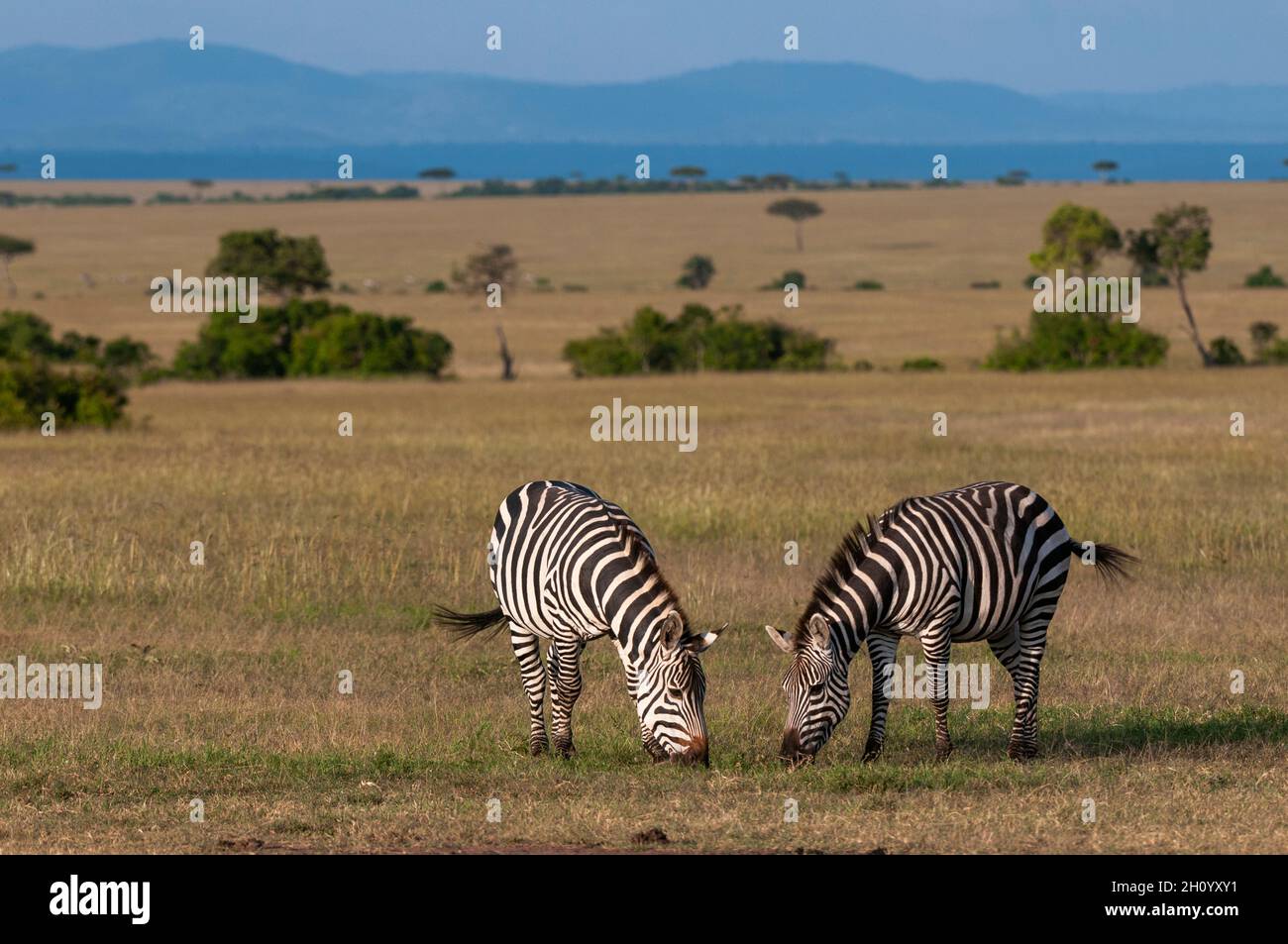Two common or plains zebras, Equus quagga, grazing. Masai Mara National Reserve, Kenya. Stock Photo