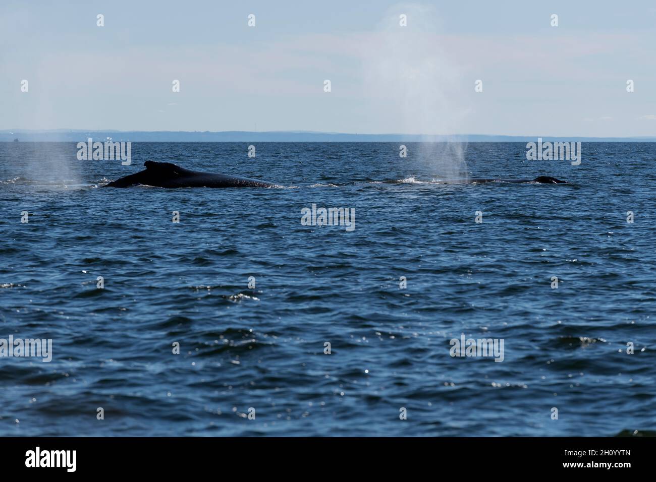 Canada, Quebec, St. Lawrence gulf, Whales Stock Photo