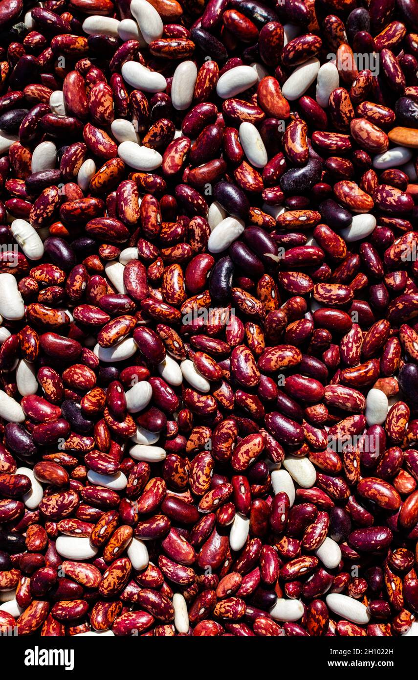 Red Beans Layout red beans laid out on the surface in an even layer. High quality photo ...