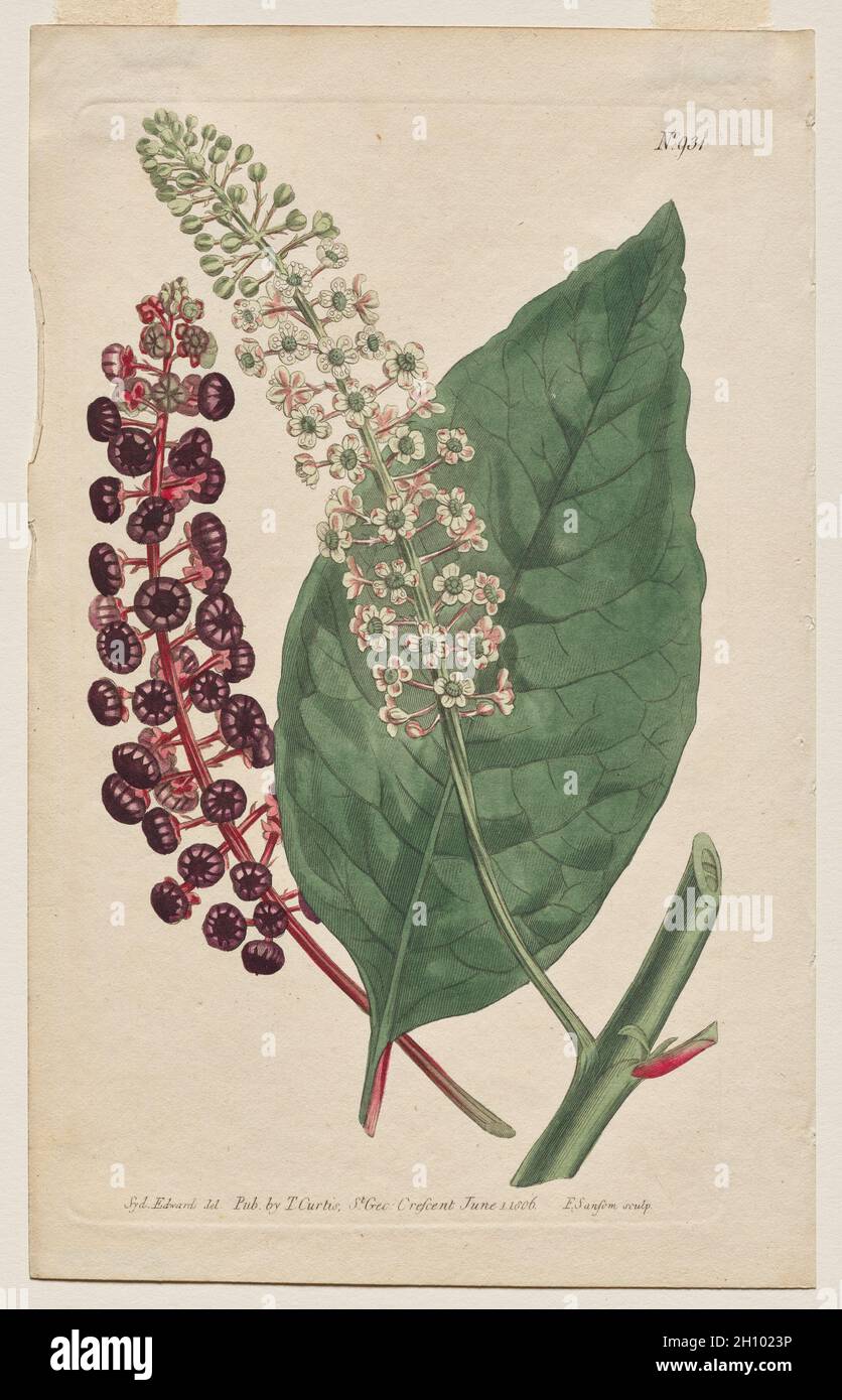 The Botanical Magazine or Flower Garden Displayed: Plate 931, Phytolacca Decandra. Virginian Poke. [Phytolaca Americana] , 1806. Francis Sansom (British, 1815), Thomas Curtis (British, 1846-1920), after Sydenham Edwards (British, 1768-1819). Engraving with hand coloring; sheet: 22.5 x 14.2 cm (8 7/8 x 5 9/16 in.); platemark: 20.1 x 11.7 cm (7 15/16 x 4 5/8 in.). Stock Photo
