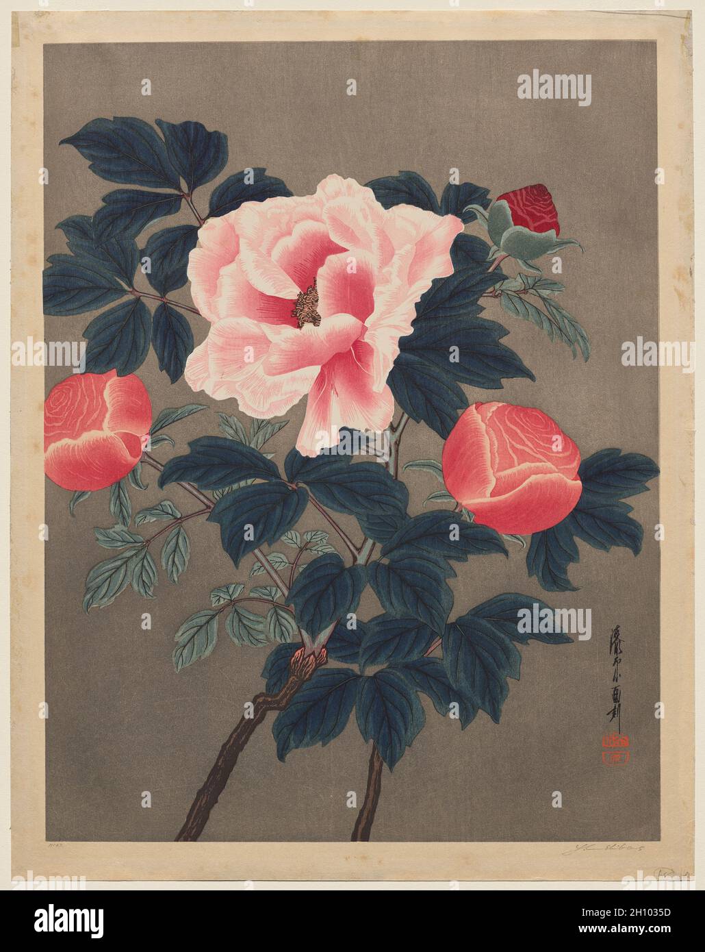 Peonies, c 1900s. Yoshijiro Urushibara (Japanese, 1889-1953). Color woodcut; paper: 68.3 x 54.9 cm (26 7/8 x 21 5/8 in.). Stock Photo
