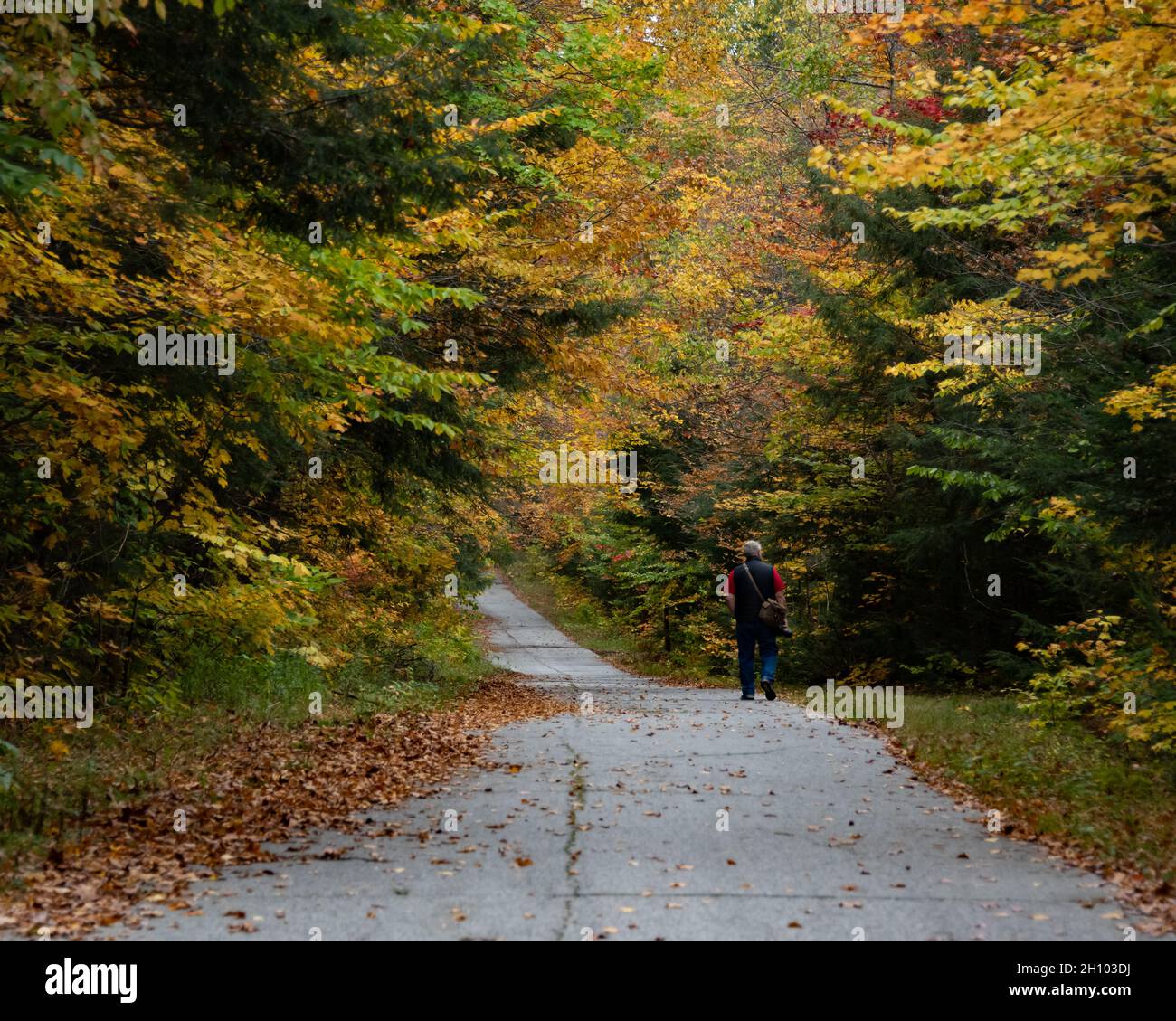 An old man with a camera walking on an old road in the Adirondack Mountains, NY in autumn with colorful fall leaves Stock Photo