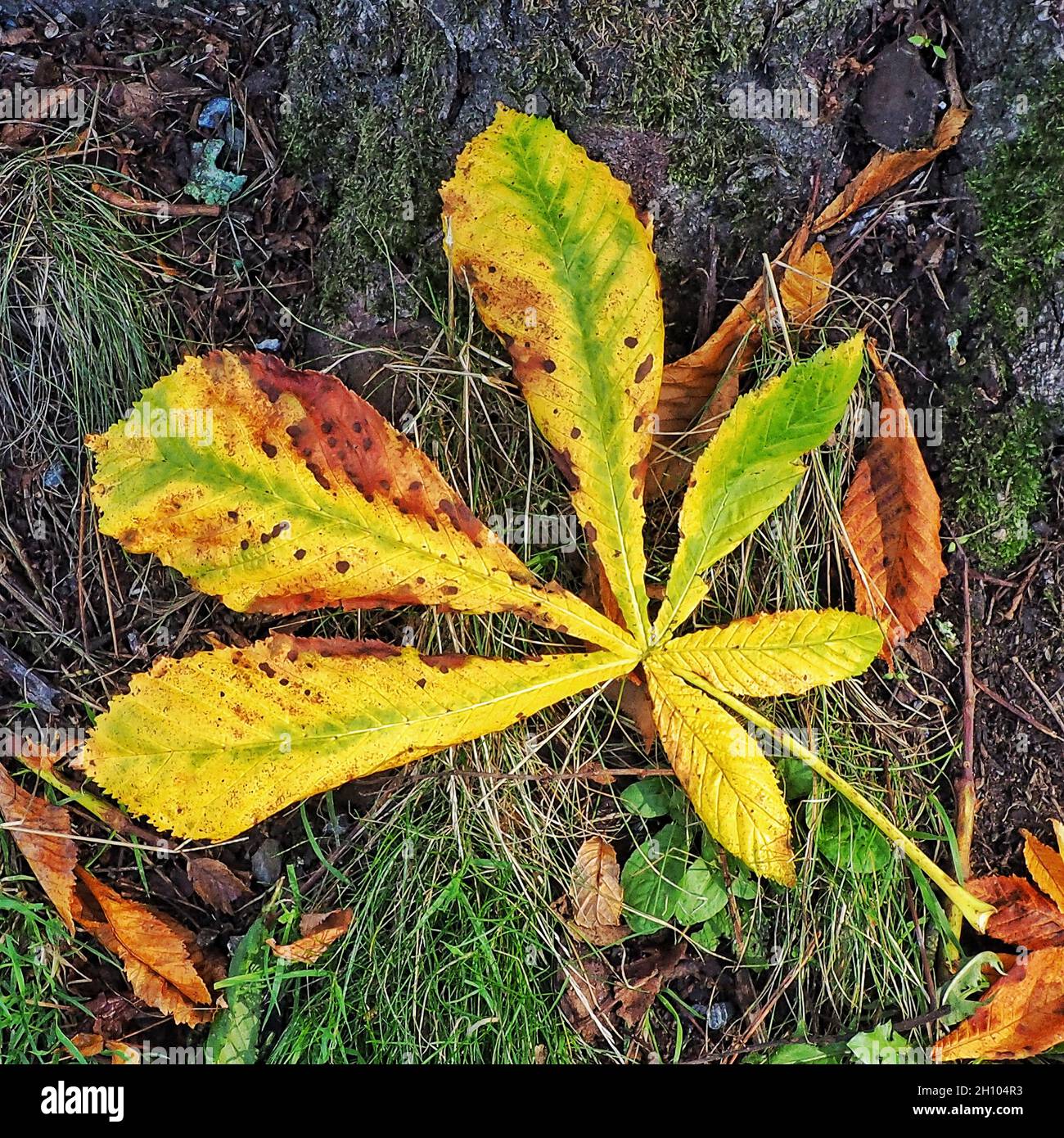Horse chestnut leaves on the ground Stock Photo Alamy