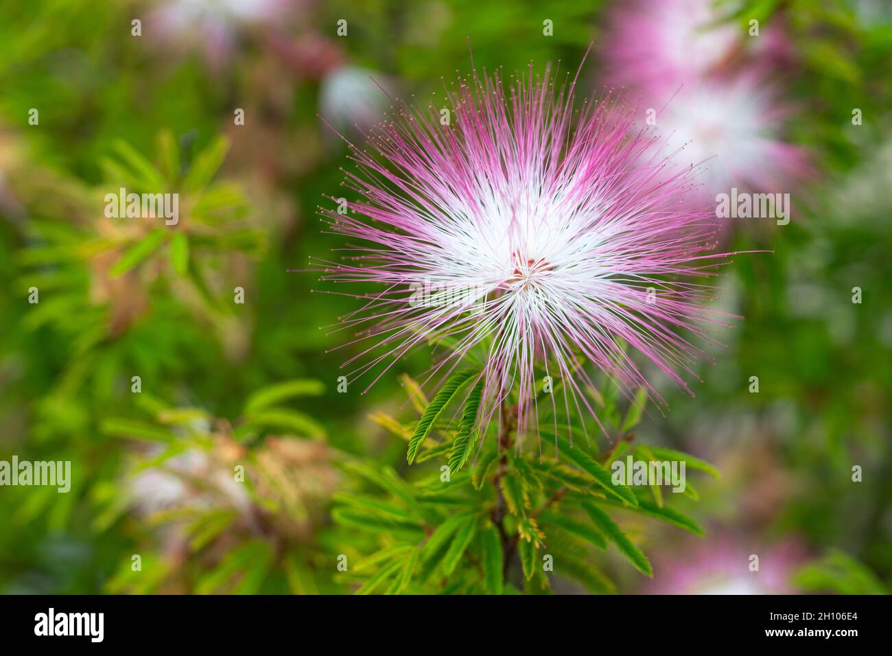 Albizia julibrissin, Persian silk tree or pink silk tree in Hong Kong, which is a species of tree in the family Fabaceae, native to southwestern and e Stock Photo