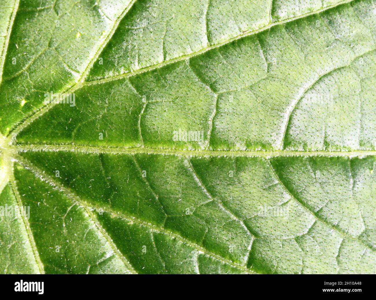 Green leaf with veins close up Stock Photo - Alamy
