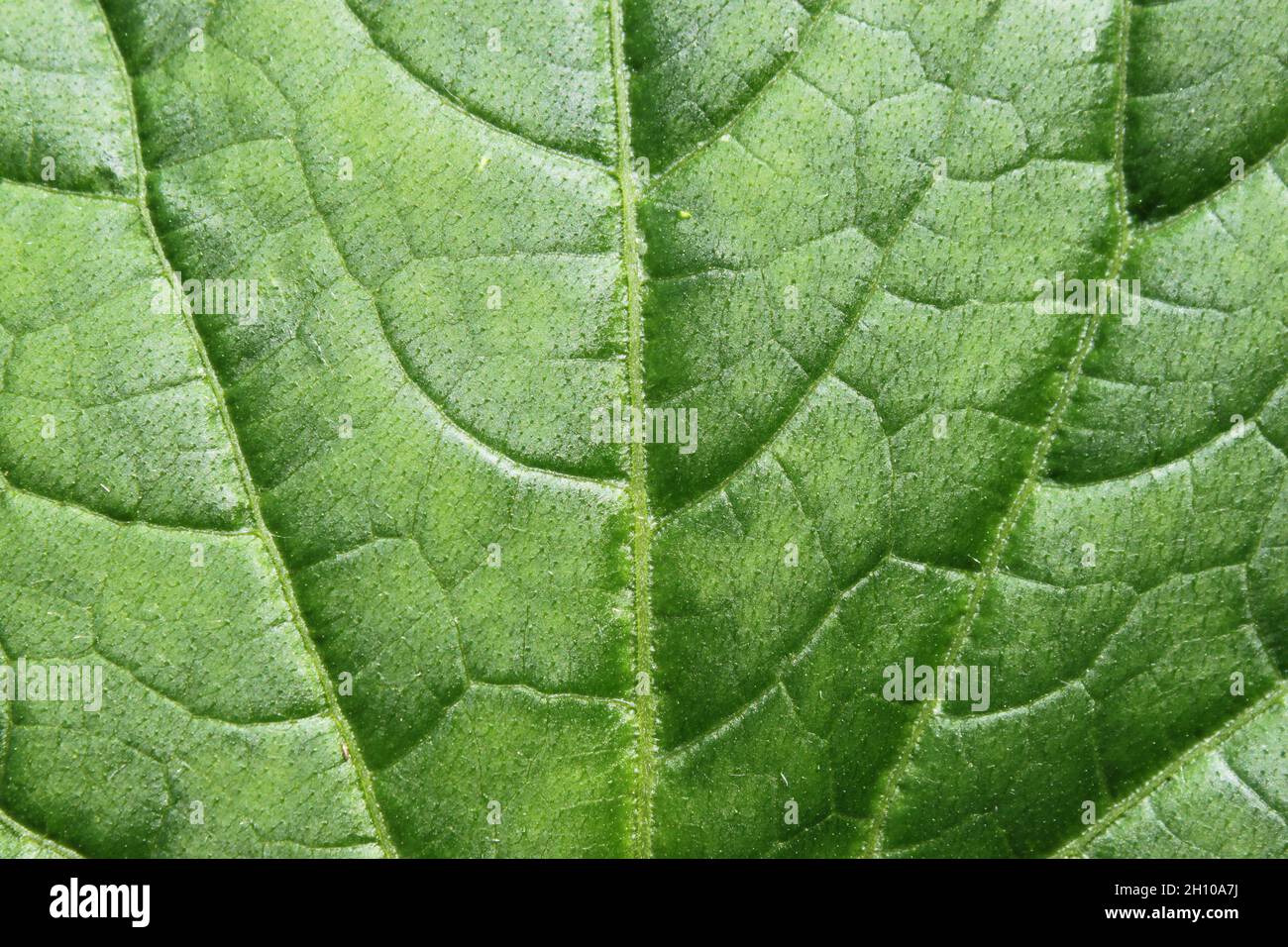 Green leaf with veins close up Stock Photo - Alamy