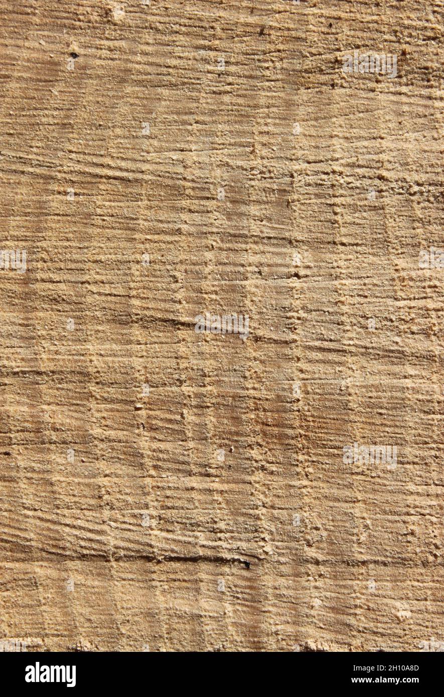 light wood with interesting grain Stock Photo