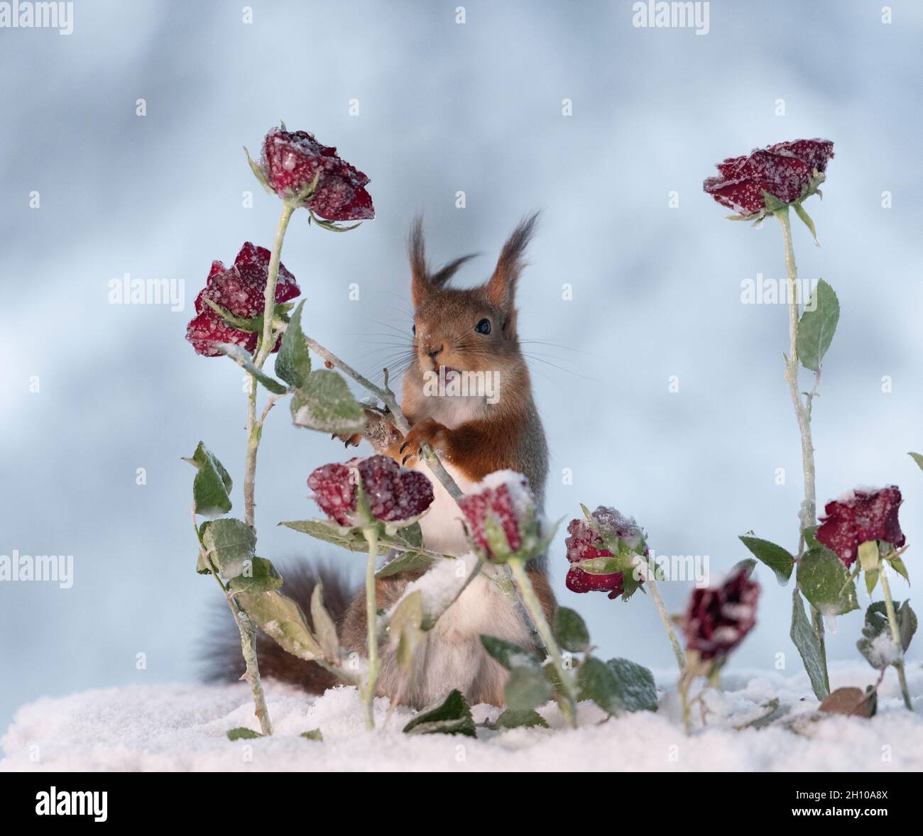 Eekhoorn; Red Squirrel; Sciurus vulgaris is standing between roses