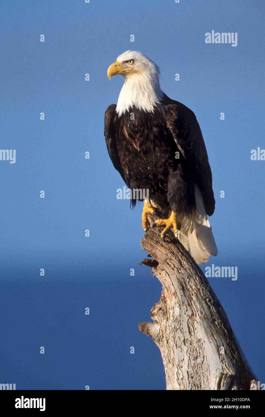 Bald Eagle Haliaeetus leucocephalus Stock Photo