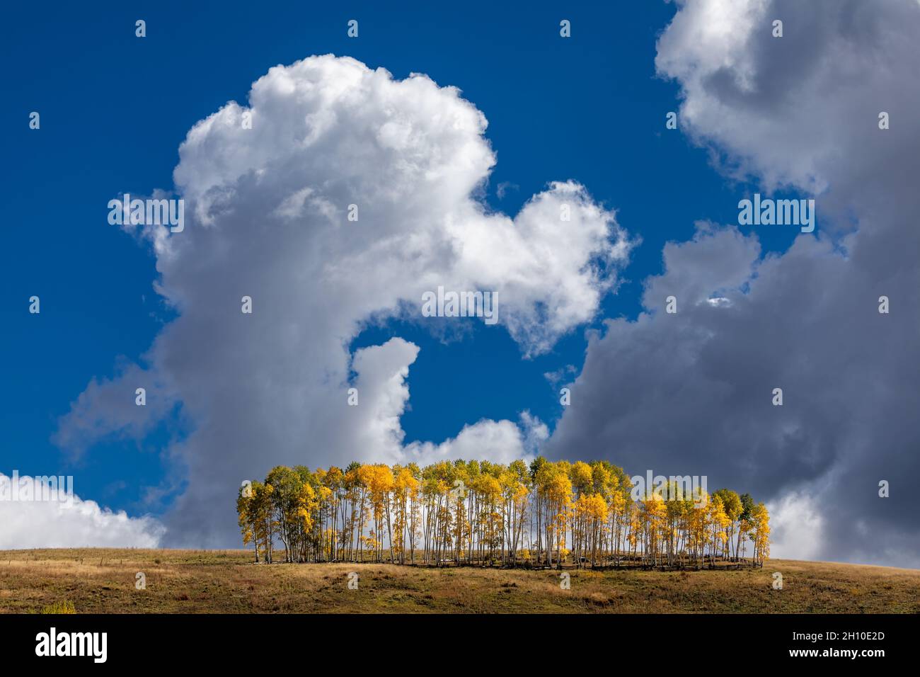 Fall Aspen trees with blue sky and cumulus clouds in Telluride, Colorado Stock Photo