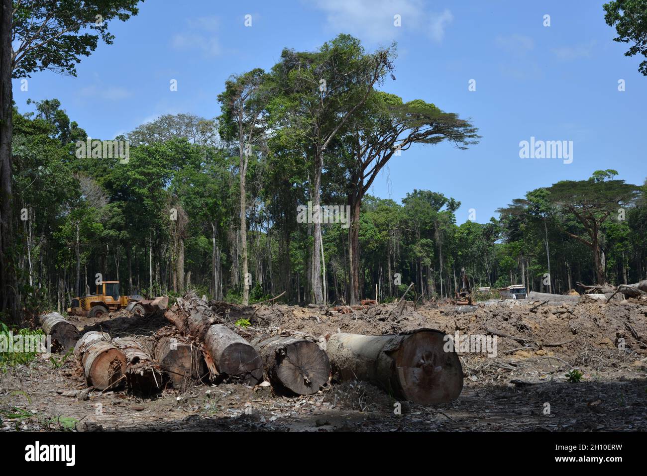 Brazil Amazon Rain Forest Deforestation Hi-res Stock Photography And ...