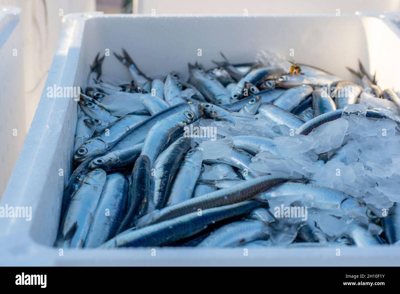 Fish lying in transportation styrofoam ice boxes ready for export. Stock Photo