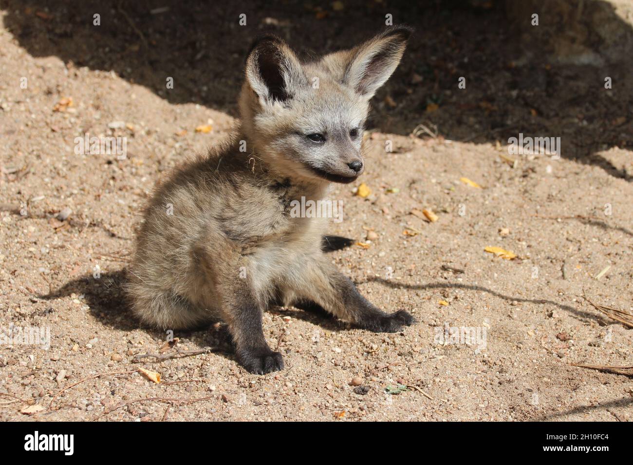 baby bateared fox in a zoo in france Stock Photo Alamy